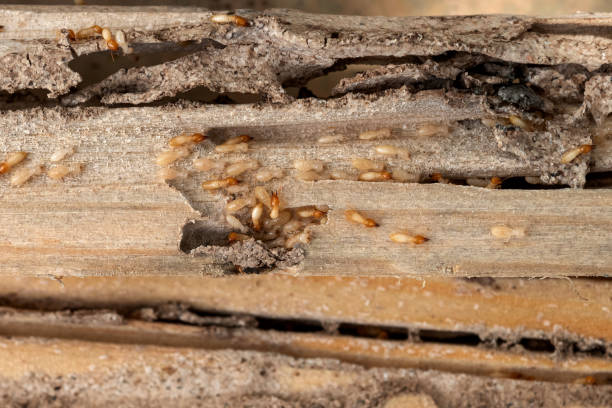 Best Exterminator Services  in Roebling, NJ